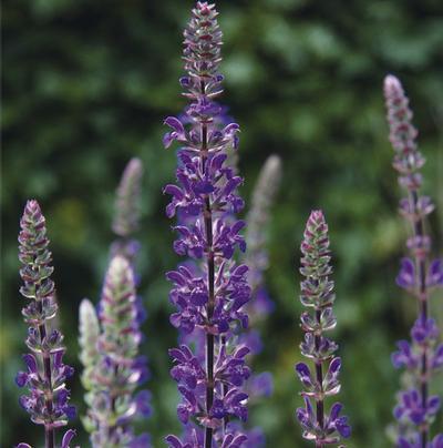 (Meadow Sage) PPAF Salvia nemorosa Caramia from Swift Greenhouses