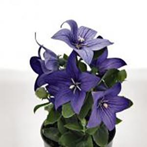 (Balloon Flower) Platycodon grandiflorus Popstar Blue from Swift Greenhouses