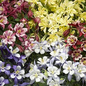 (Columbine) Aquilegia caerulea Kirigami™ Mix from Swift Greenhouses