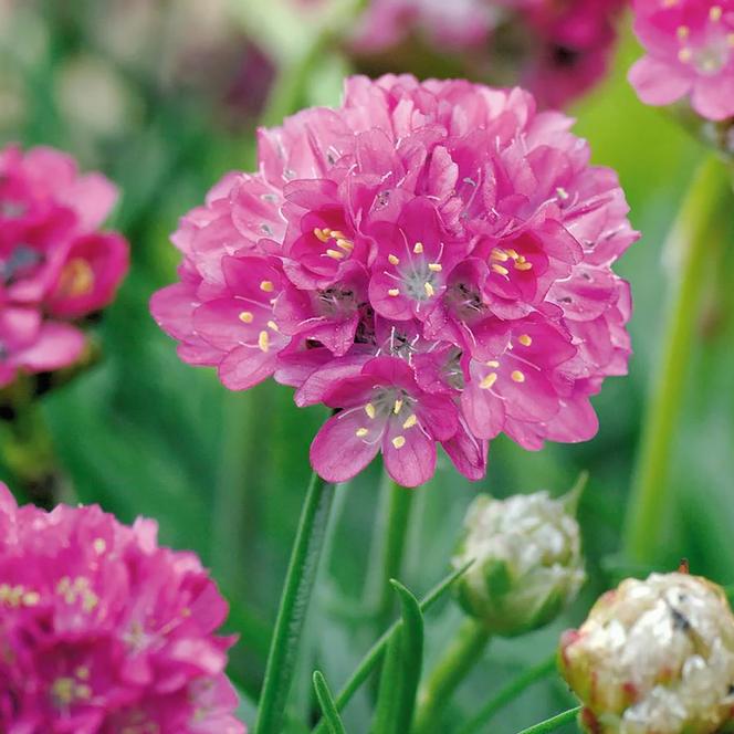 (Sea Pink) Armeria maritima Morning Star Deep Rose from Swift Greenhouses
