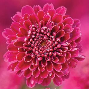 (Garden Mum) PP # 20,225 Chrysanthemum dendranthema Igloo Cool from Swift Greenhouses