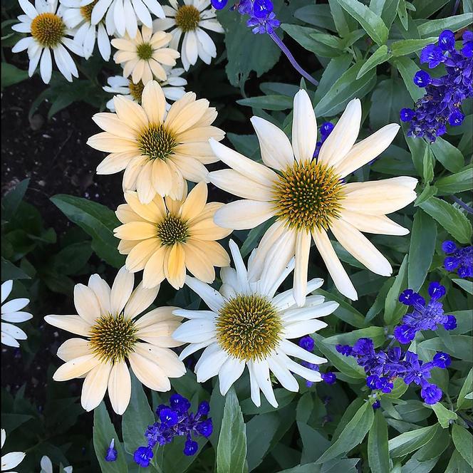 (Coneflower) Echinacea purpurea Mellow Yellows from Swift Greenhouses