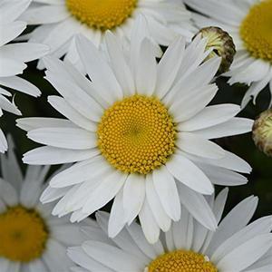 (Shasta Daisy) Leucanthemum superbum Madonna from Swift Greenhouses