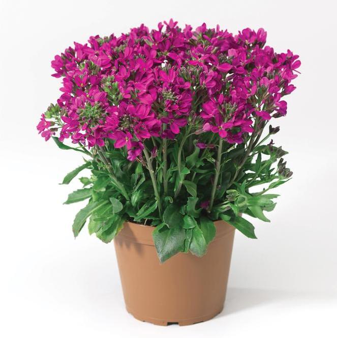 (Rock Cress) Arabis blepharophylla Rose Delight from Swift Greenhouses