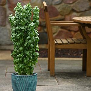 Ocimum basilicum Herb Annual - Basil Everleaf Emerald Towers from Swift Greenhouses