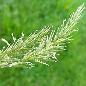 Anthoxanthum odoratum Grass Perennial Sweet Vanilla from Swift Greenhouses