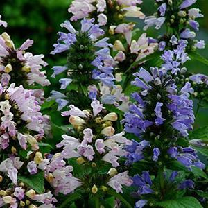 (Catmint) Nepeta subsessilis Grand View Mix from Swift Greenhouses