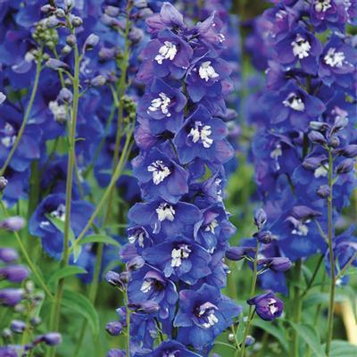 (Larkspur) Delphinium elatum Dasante Blue from Swift Greenhouses