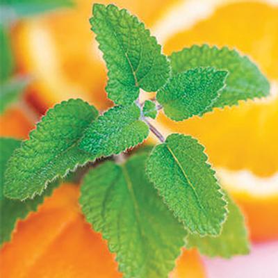 Balm, Orange Herb Perennial - Melissa officinalis Mandarina from Swift Greenhouses