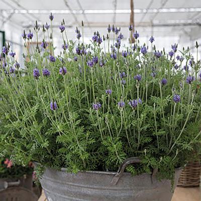 (Fernleaf Lavender) Lavandula multifida Blue Torch from Swift Greenhouses