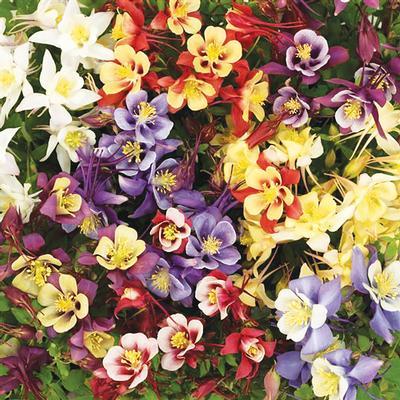 (Columbine) Aquilegia hybrida Earlybird™ Mixture from Swift Greenhouses