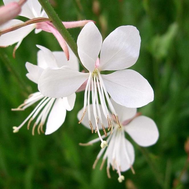 (Apple Blossom Grass) Gaura lindheimeri Summer Breeze from Swift Greenhouses