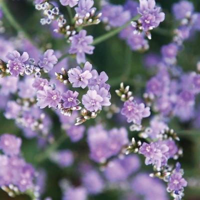 (Sea Lavender) Limonium Blue Diamond from Swift Greenhouses