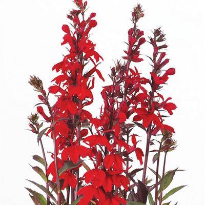 (Fan Flower) Lobelia speciosa Starship Scarlet Bronze Leaf from Swift Greenhouses