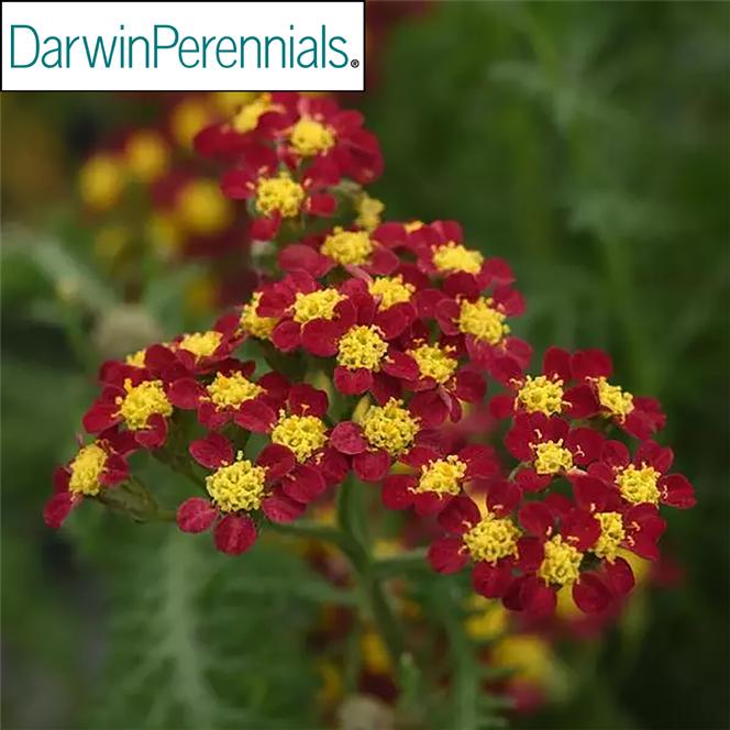 (Yarrow) PP # 31,757 Achillea millefolium Milly Rock™ Red from Swift Greenhouses