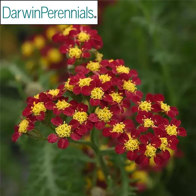 (Yarrow) PP # 31,757 Achillea millefolium Milly Rock™ Red from Swift ...