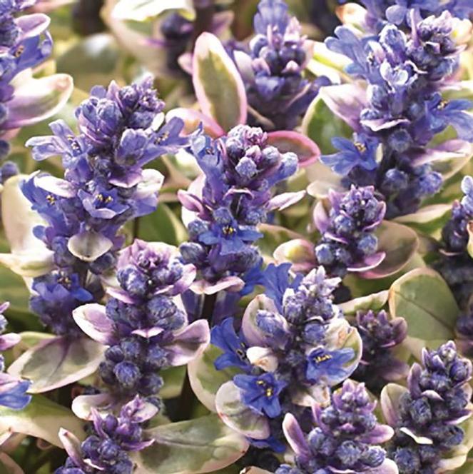 (Bugleweed) PP # 31,028 Ajuga tenorii Princess Nadia from Swift Greenhouses