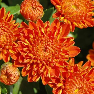 (Garden Mum) PPAF Chrysanthemum dendranthema Igloo Autumn Spice from Swift Greenhouses