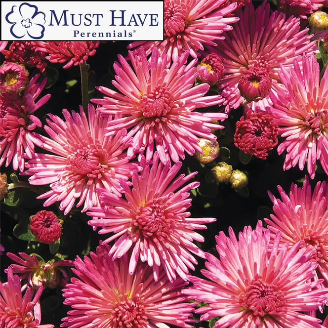 (Garden Mum) PP # 26,666 Chrysanthemum dendranthema Igloo Fireworks from Swift Greenhouses