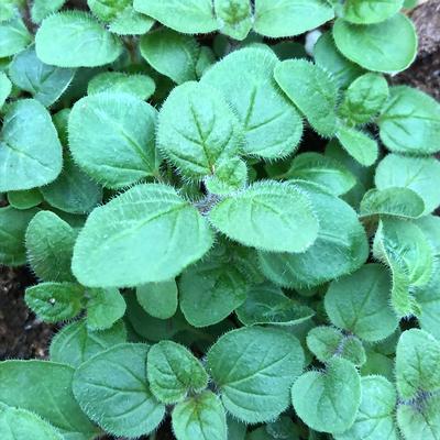 Origanum vulgare hirtum Herb Perennial - Oregano Pizza from Swift Greenhouses
