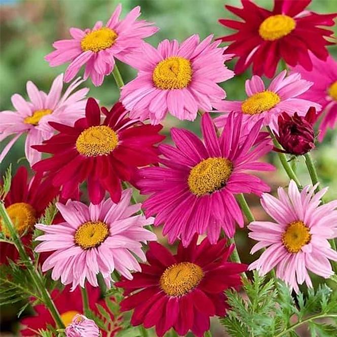 (Painted Daisy) Pyrethrum tanacetum coccineum Super Duplex from Swift Greenhouses