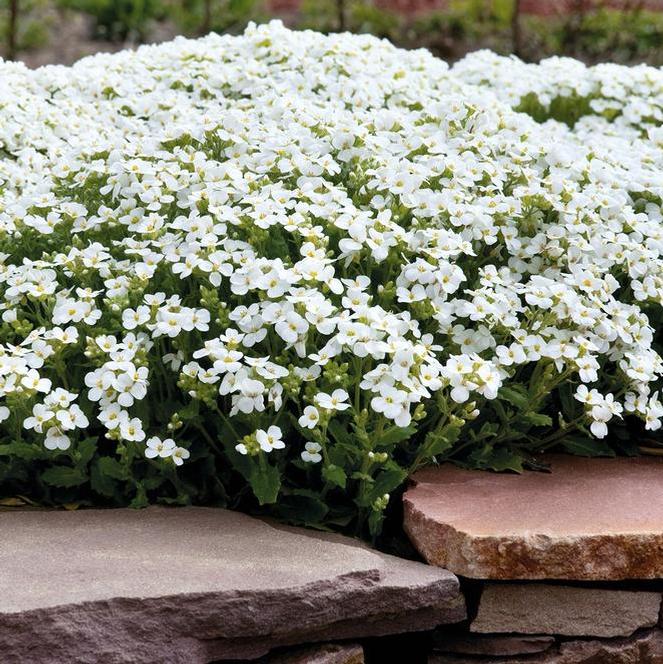 (Rock Cress) Arabis caucasica Catwalk White from Swift Greenhouses