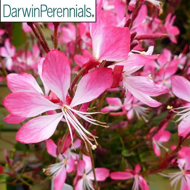 (Apple Blossom Grass) PP#26,356 Gaura lindheimeri Little Janie from Swift Greenhouses