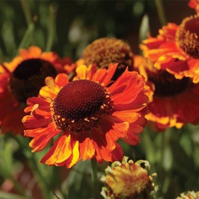 (Sneezeweed) PP # 15,124 Helenium autumnale Mardi Gras from Swift Greenhouses
