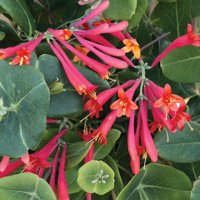 (Honeysuckle Vine) Lonicera sempervirens Major Wheeler from Swift Greenhouses