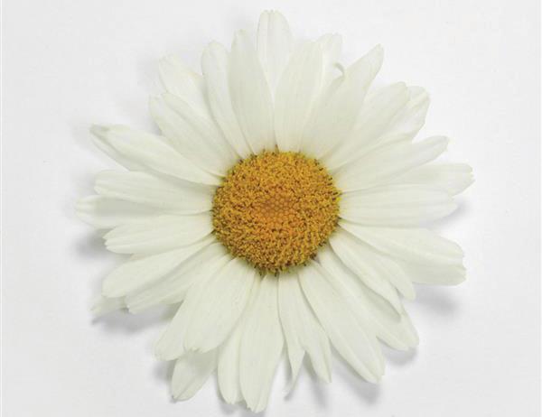 (Shasta Daisy) Leucanthemum superbum White Lion from Swift Greenhouses