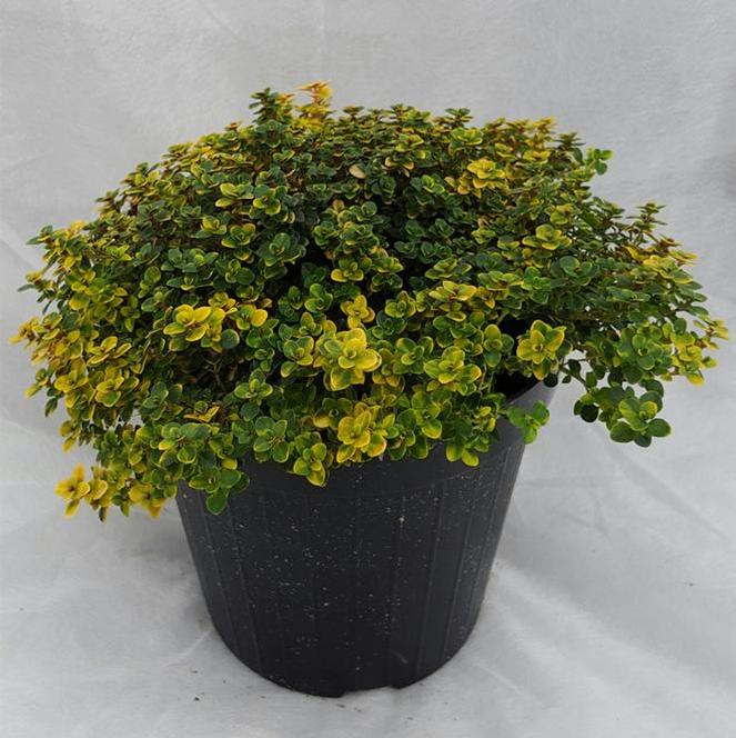 (Citrus Thyme) Thymus citriodorus Doone Valley from Swift Greenhouses