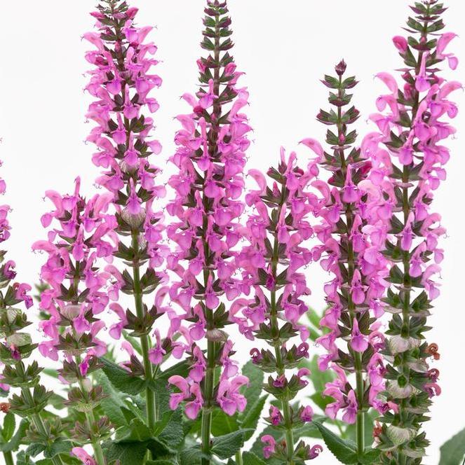 (Meadow Sage) PPAF Salvia nemorosa Swifty® Deep Rose from Swift Greenhouses