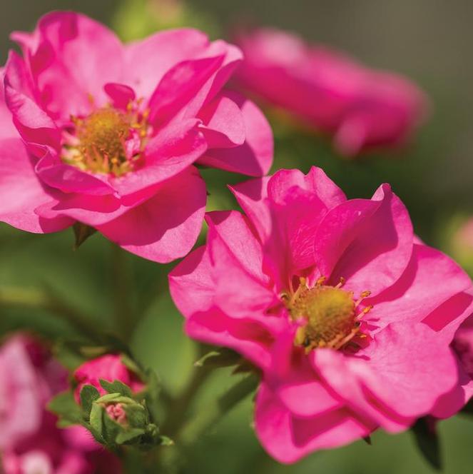 Strawberry Fragaria hybrid Summer Breeze Cherry Blossom from Swift