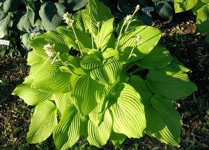 Hosta Hosta Blaze of Glory from Swift Greenhouses