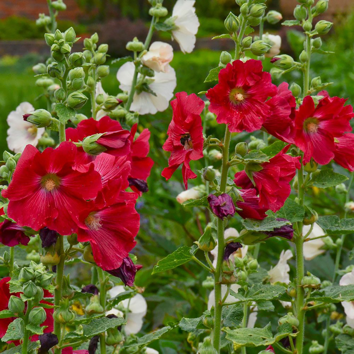 Alcea rosea Spotlight 'Mars Magic' - Hollyhock - Malvaceae (The