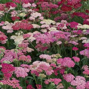 Achillea millefolium 'Summer Berries'