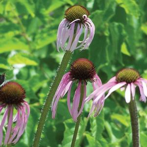 Echinacea Double Scoop™ Watermelon Deluxe