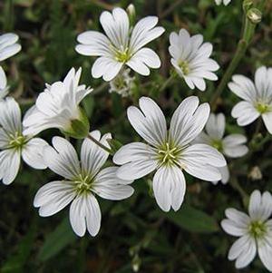 Phlox subulata 'Eye Candy' PP31484