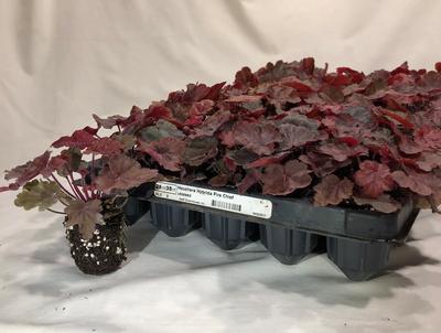 50 Plug Heuchera, 'growing on' stage 50 Plug Heuchera, 'growing on' stage