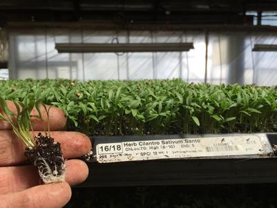 275 Plug Herb Cilantro prepared for shipping 275 Plug Herb Cilantro prepared for shipping
