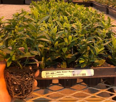 50 Plug bulked up and ready for Vernalization 50 Plug bulked up and ready for Vernalization