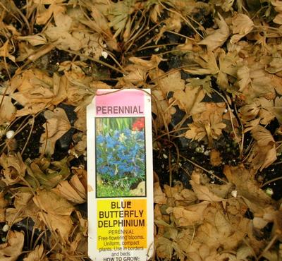 Dormant Delphinium ready to emerge through last years' growth to flower. Don't worry, I'm NOT DEAD!! Dormant Delphinium ready to emerge through last years' growth to flower. Don't worry, I'm NOT DEAD!!