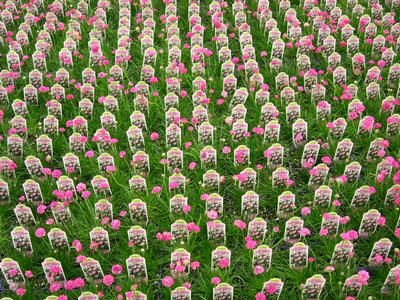 Spring Armeria Splendens 'Predictable' Perennial Blooms