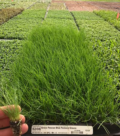 275 Plug Tray Grasses actively growing in Plug Range