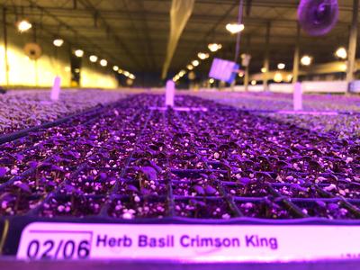 LED lights supplement 275 plug seedling growth during the winter
