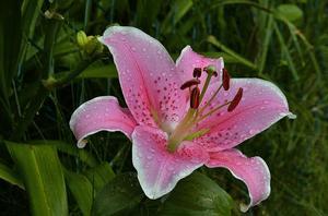  Lily, Oriental Rapid Romance from Swift Greenhouses