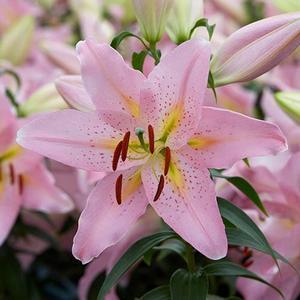  Lily, Oriental Smart Romance from Swift Greenhouses
