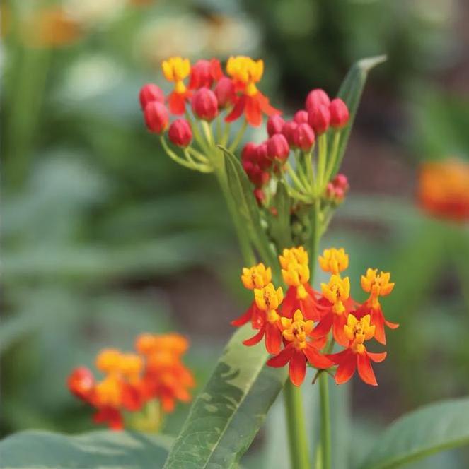 (Tropical Milkweed) Asclepias curassavica Red Butterfly from Swift Greenhouses
