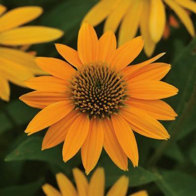 (Coneflower) Echinacea hybrid Artisan™ Yellow Ombre from Swift Greenhouses
