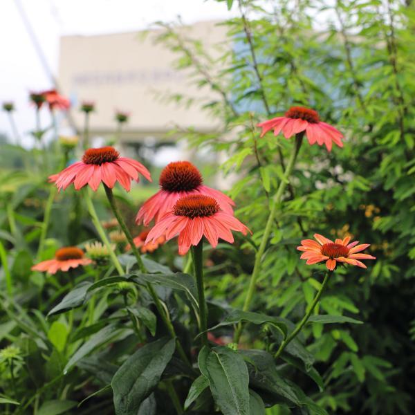 (Coneflower) Echinacea purpurea PollyNation™ Orange Red from Swift Greenhouses